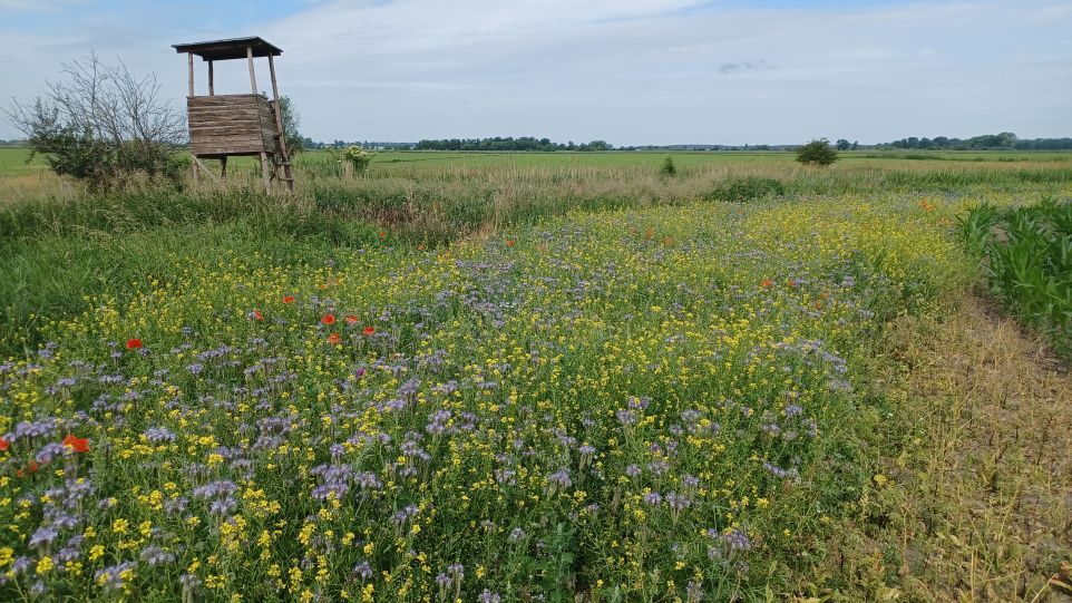 Wildblumenwiese