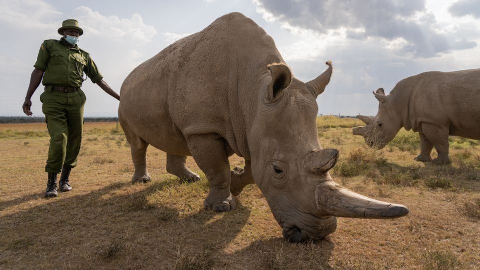 Nördliches Breitmaulnashorn mit Pfleger in Kenia.