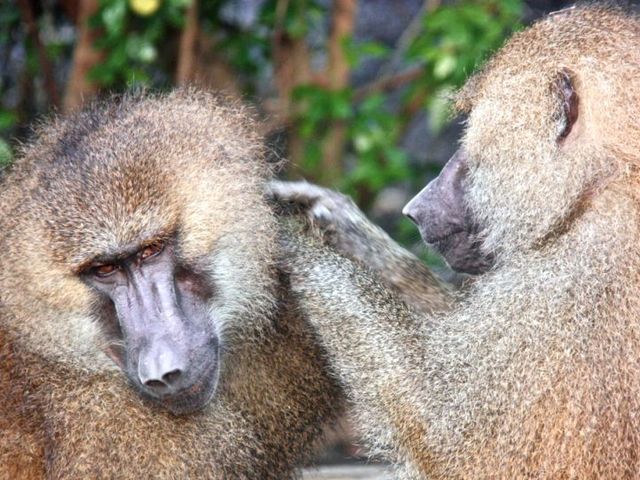 Zwei männliche Guineapaviane bei der Fellpflege