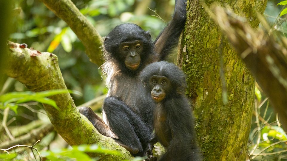 Bonobo siblings in a research station