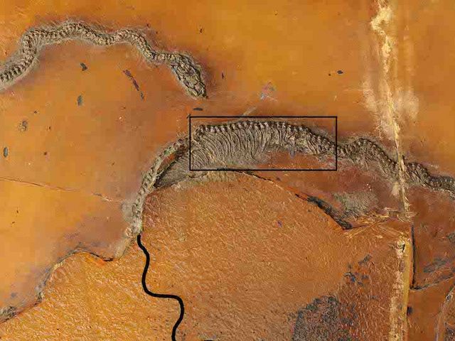 Fossilfund der Messelboa