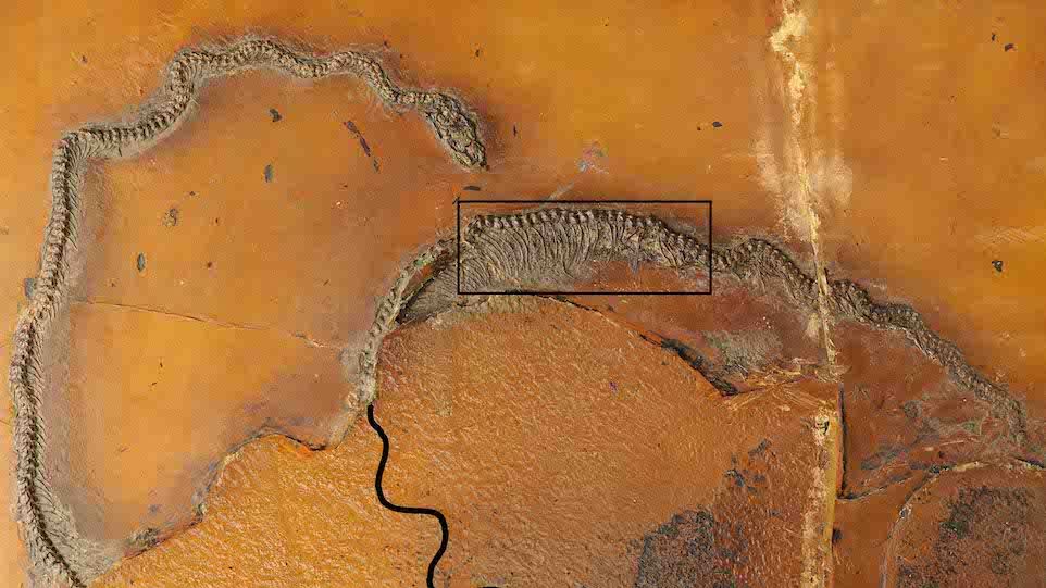 Die Messelboa Messelophis variatus ist der weltweit erste fossile Beleg für lebendgebärdende Schlangen. Fossilfund der Messelboa