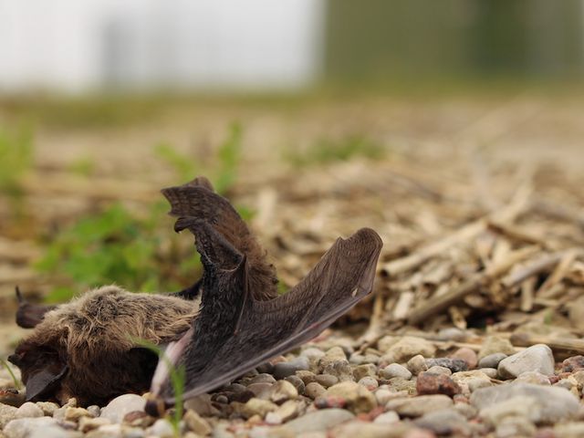 Fledermaus-Schlagopfer unter einer Windkraftanlage