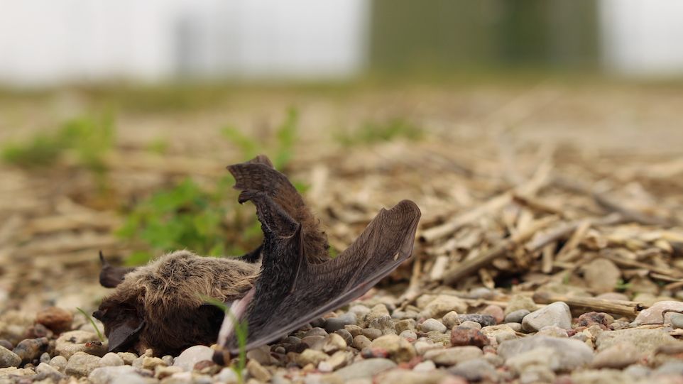 Fledermaus-Schlagopfer unter einer Windkraftanlage