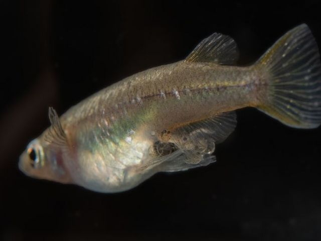 Bauchbrütendes Reisfischweibchen