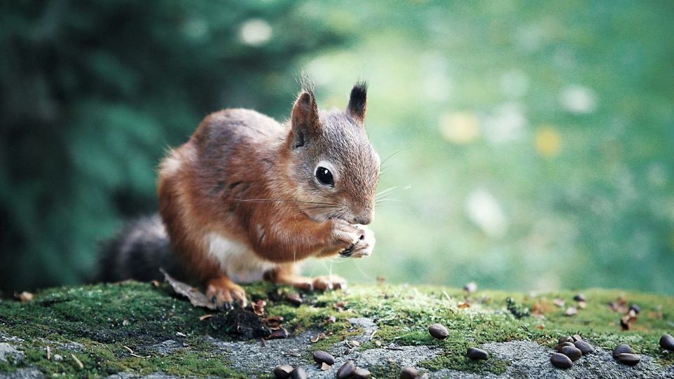 Eichhörnchen