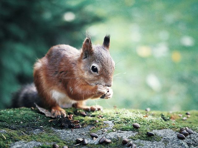 Eichhörnchen