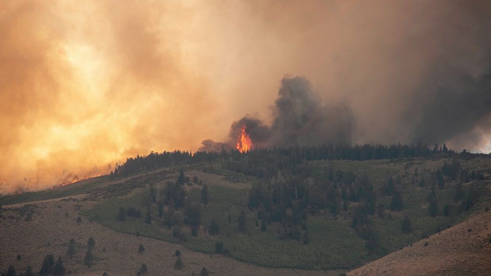 Burning Forrest