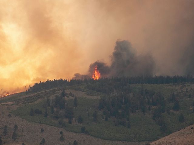 Burning Forrest