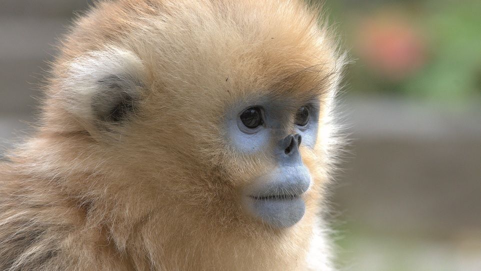 Juvenile golden snubnosed monkey at Shennongjia National Park, Central China Juvenile golden snubnosed monkey