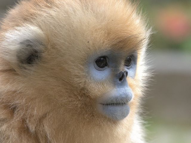 Juvenile golden snubnosed monkey at Shennongjia National Park, Central China Juvenile golden snubnosed monkey