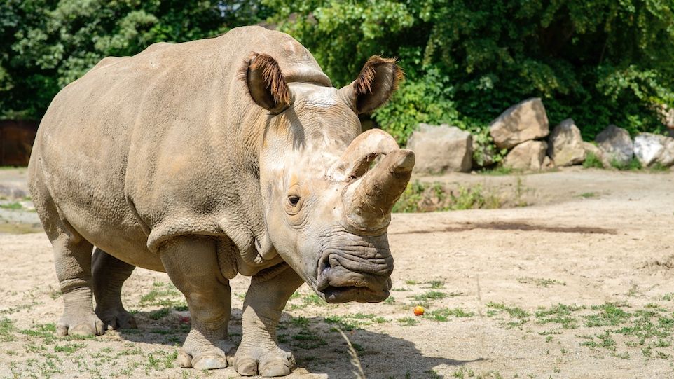 Nördliches Breitmaulnashorn Nabire im Safari Park Dvur Kralove