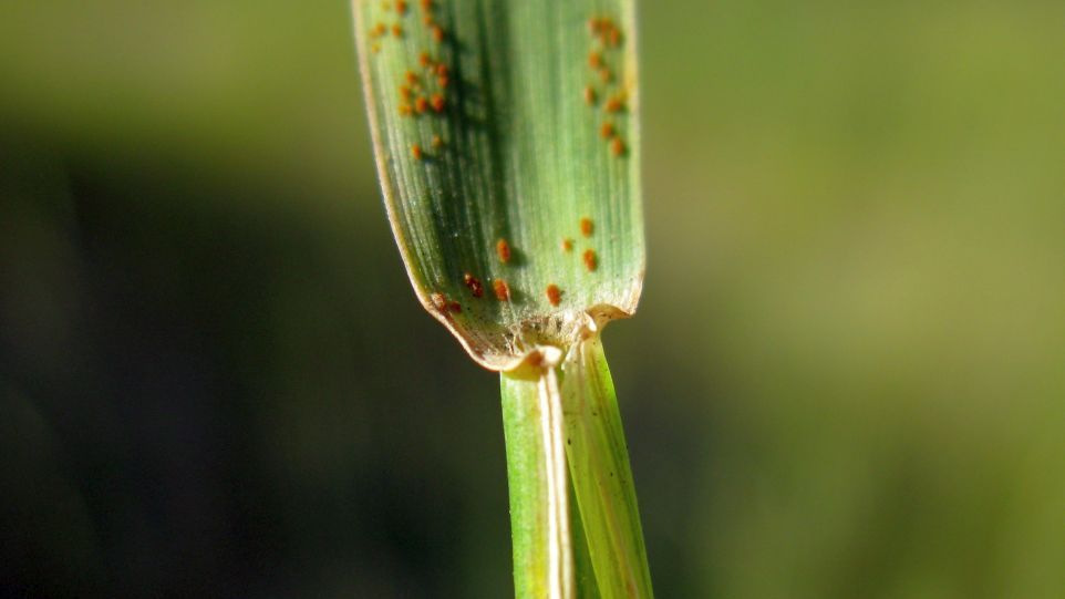 Cereal plant attacked by pests