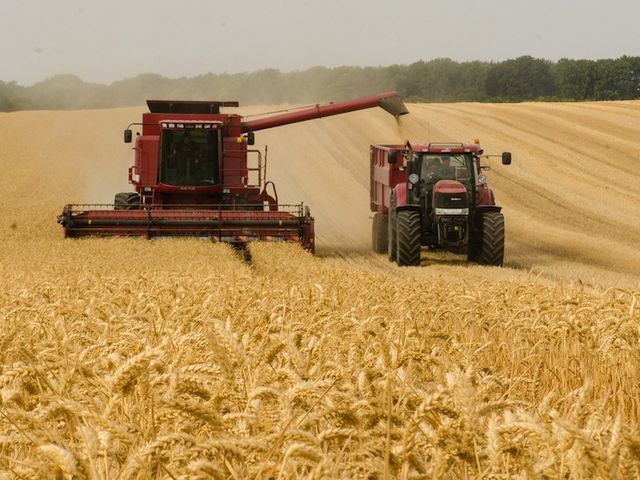 Mähdrescher und Traktor in Aktion auf einem Weizenfeld 