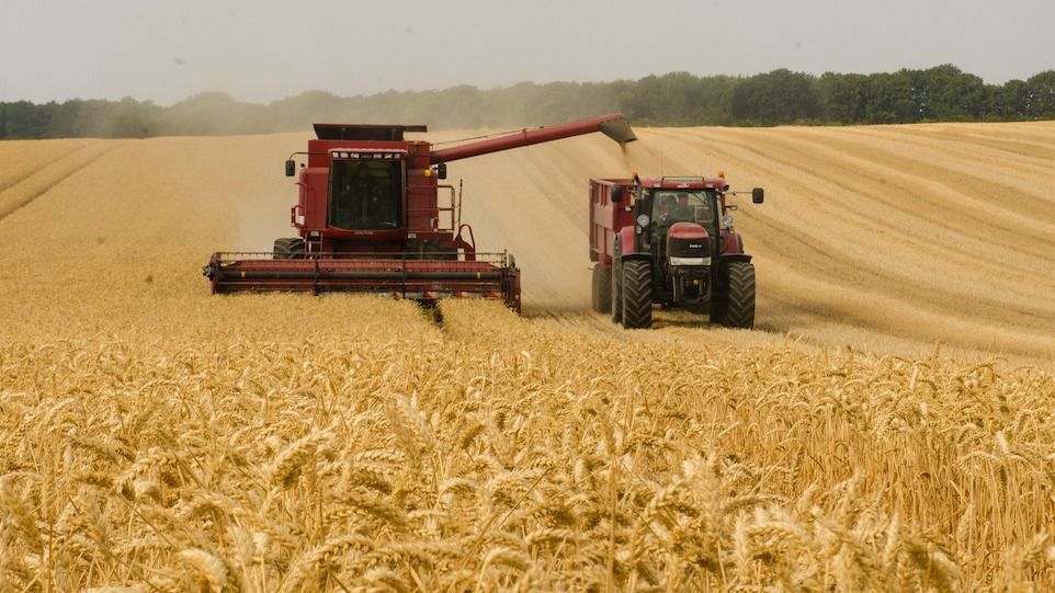 Kurzfristig könne der Weizenmangel durch eine koordinierte Freigabe von Weizenvorräten ausgeglichen werden, so die Autorinnen und Autoren. Mähdrescher und Traktor in Aktion auf einem Weizenfeld