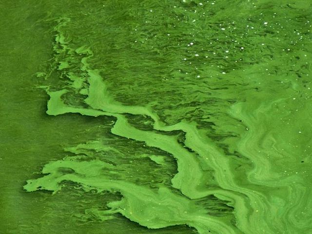 Water bodies with massive algae growth