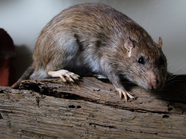 Rat on a tree trunk