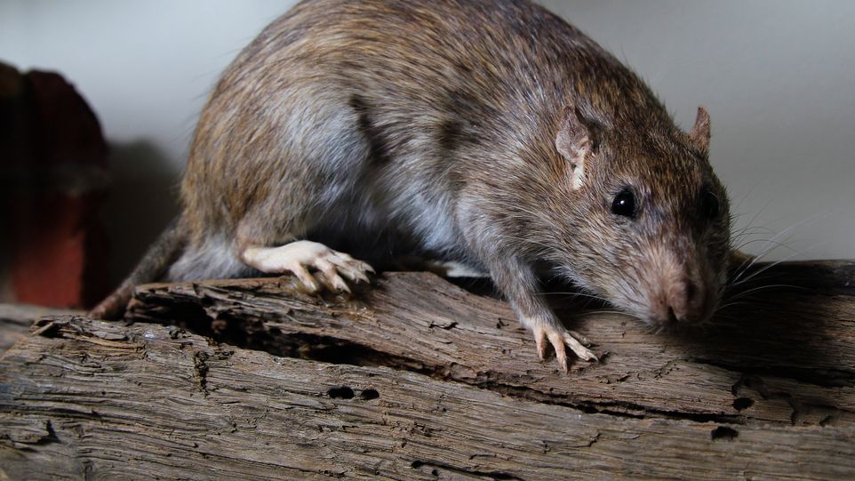 Rat on a tree trunk