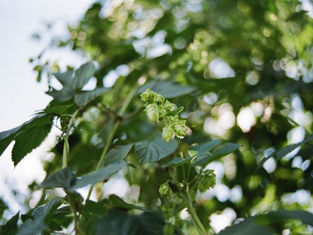 Hopfen