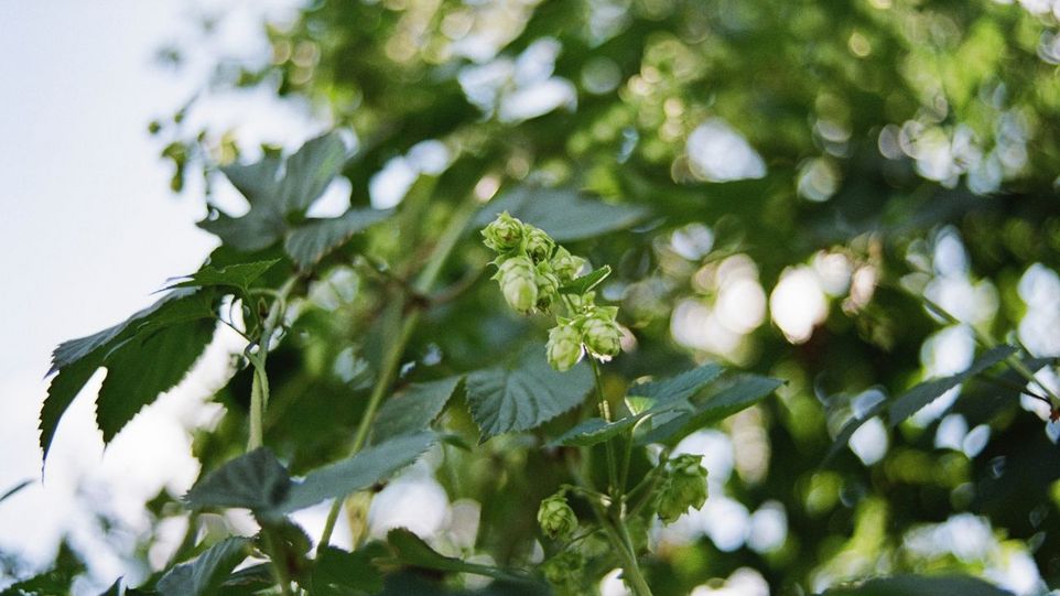 Hopfen