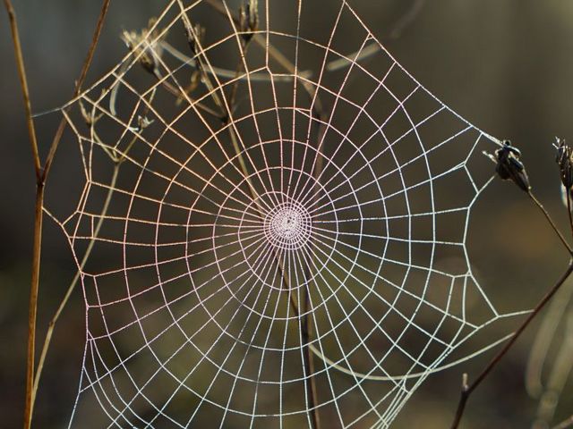 Spinnennetz
