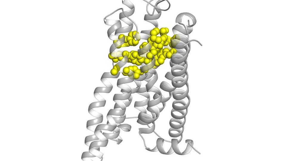 Modelldarstellung des Bitterrezeptors TAS2R14. Die für die Ligandenbindung relevanten Seitenkettenreste sind gelb dargestellt. Grafik mit grauen, spiralförmigen und gelben, kugligen Strukturen