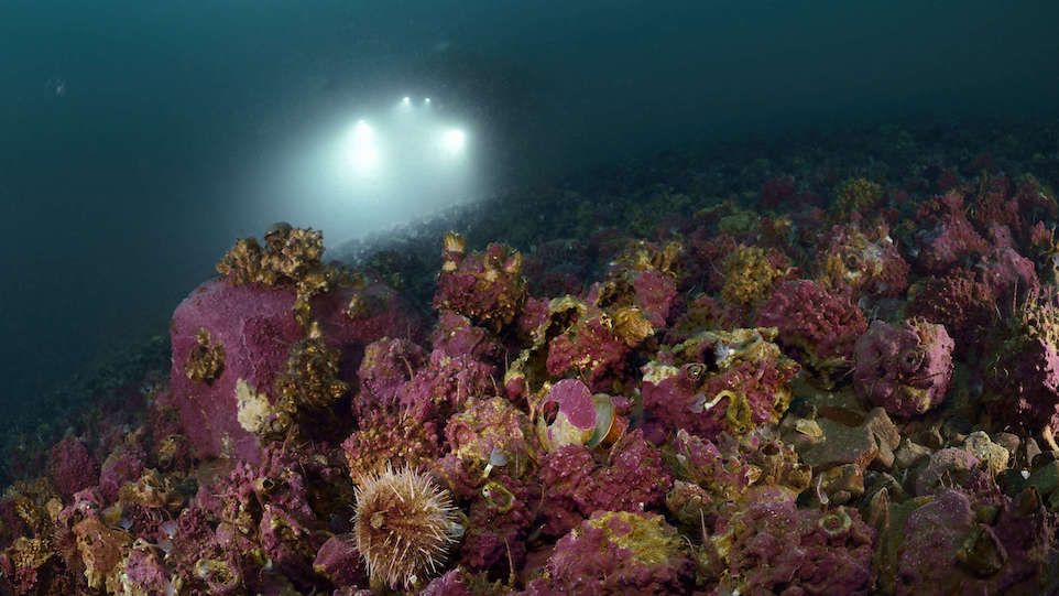 Submarine at the bottom of the sea