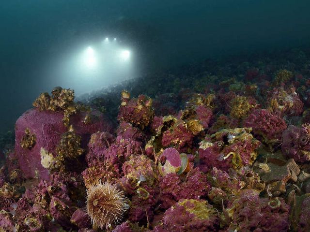 Submarine at the bottom of the sea