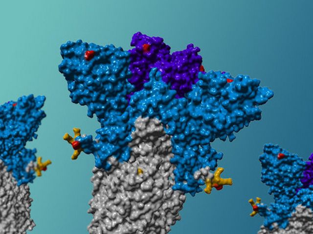 Schematische Darstellung des Spike-Proteins der Delta-Variante mit Mutationen