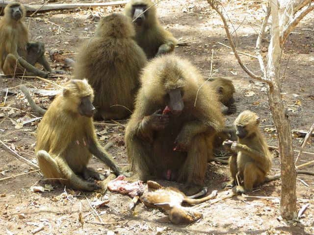 Group of baboons eating a dead deer