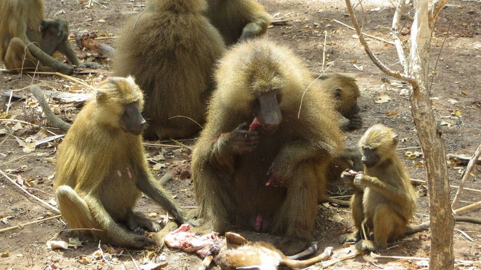  Group of baboons eating a dead deer