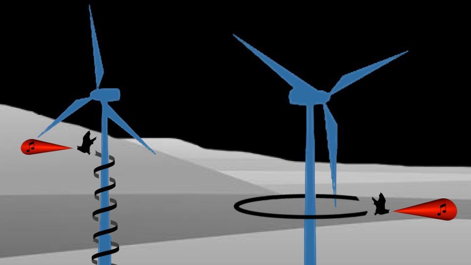 Fledermäuse im Rotorbereich von Windkraftanlagen beim Singen