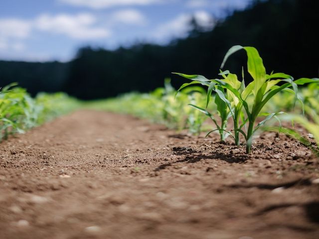 Field with young cereal plants