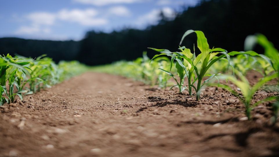 Field with young cereal plants