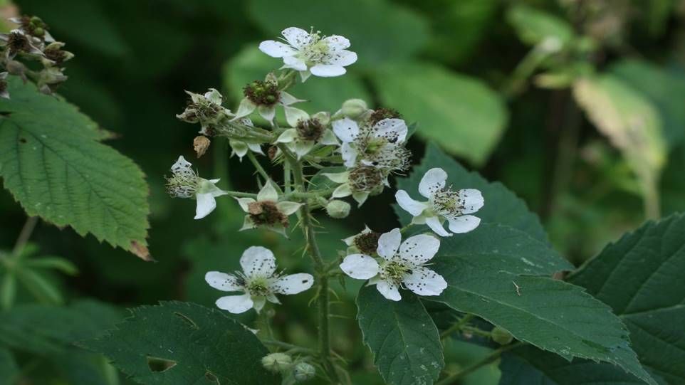 blühender Brombeerstrauch mit weißen Blüten