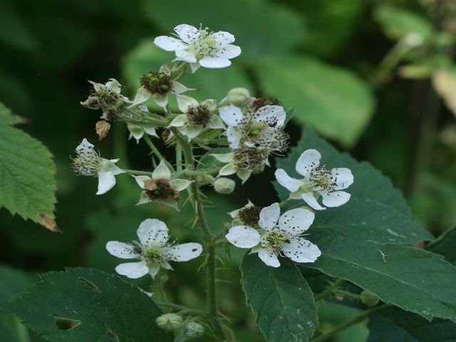 blühender Brombeerstrauch mit weißen Blüten