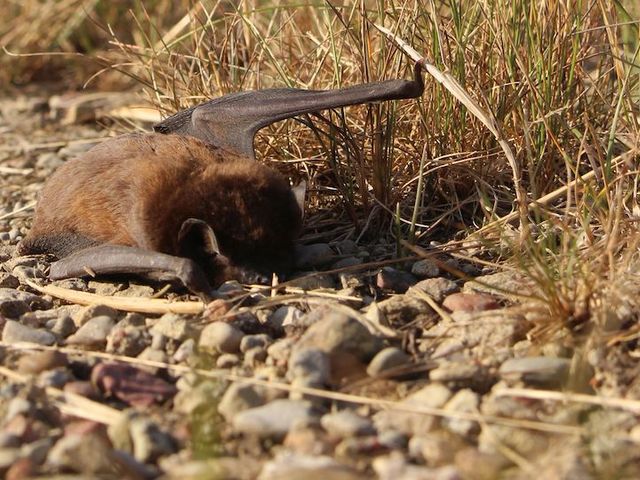 An Windenergieanlage verunglückte Rauhautfledermaus