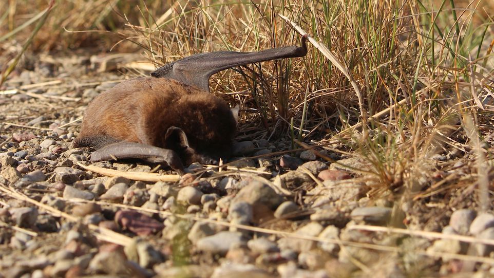 An Windenergieanlage verunglückte Rauhautfledermaus