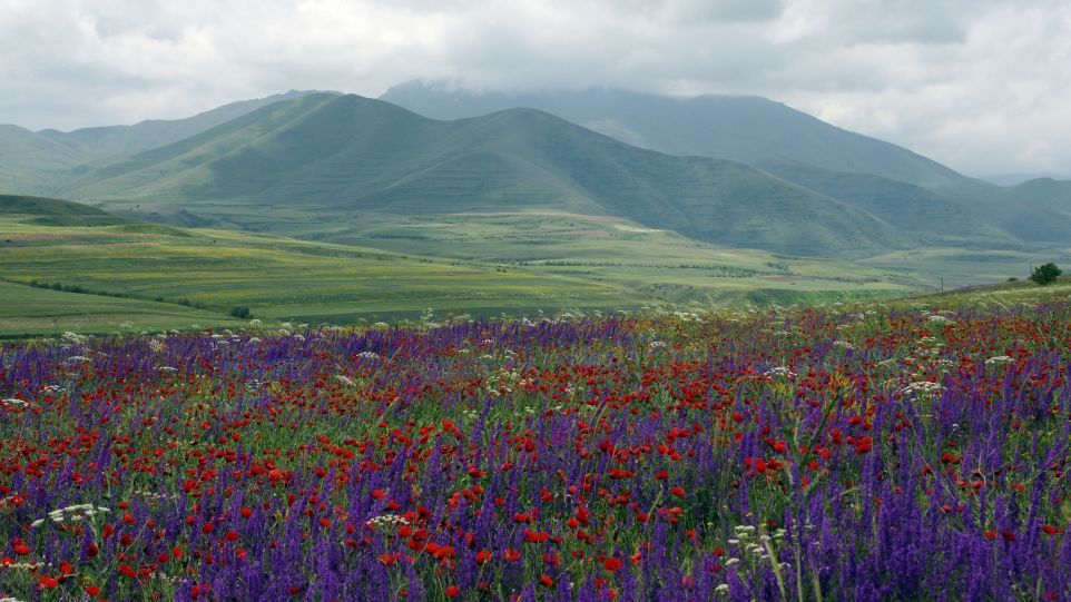 The wild herbs of the Armenian highlands can still be used in many ways today. Wild Herb Meadow in the Armenian Highlands