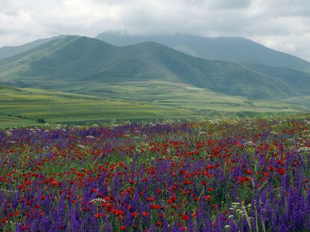 The wild herbs of the Armenian highlands can still be used in many ways today. Wild Herb Meadow in the Armenian Highlands