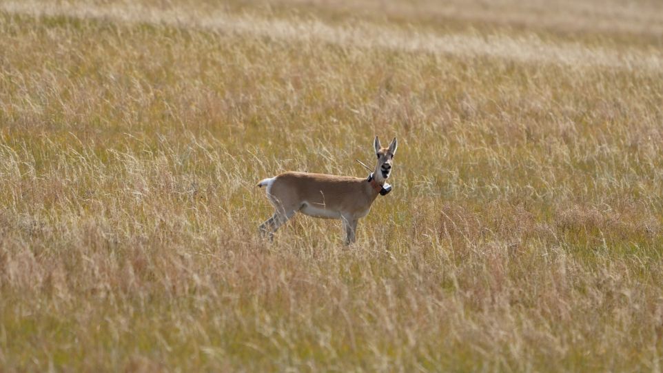 A female Mongolian gazelle with transmitter.