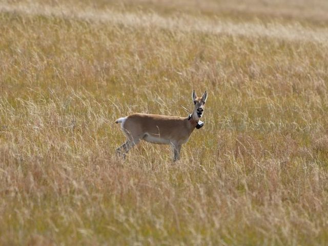 A female Mongolian gazelle with transmitter.