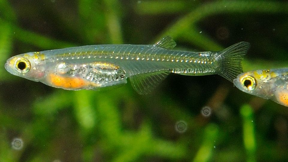 Close-up of the glass fish Danionella dracula