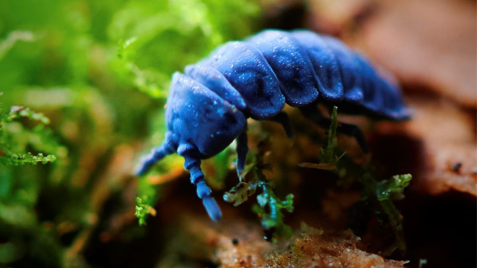 "Collembole Tetrodontophora bielanensis" in ihrem natürlichen Lebensraum Vergrößerte Ansicht eines blauen Riesenspringschwanzes (Collembole Tetrodontophora bielanensi)