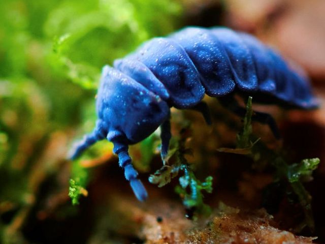 Vergrößerte Ansicht eines blauen Riesenspringschwanzes (Collembole Tetrodontophora bielanensi) 