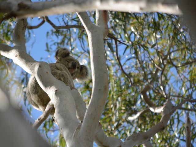 Koala auf einem Baum