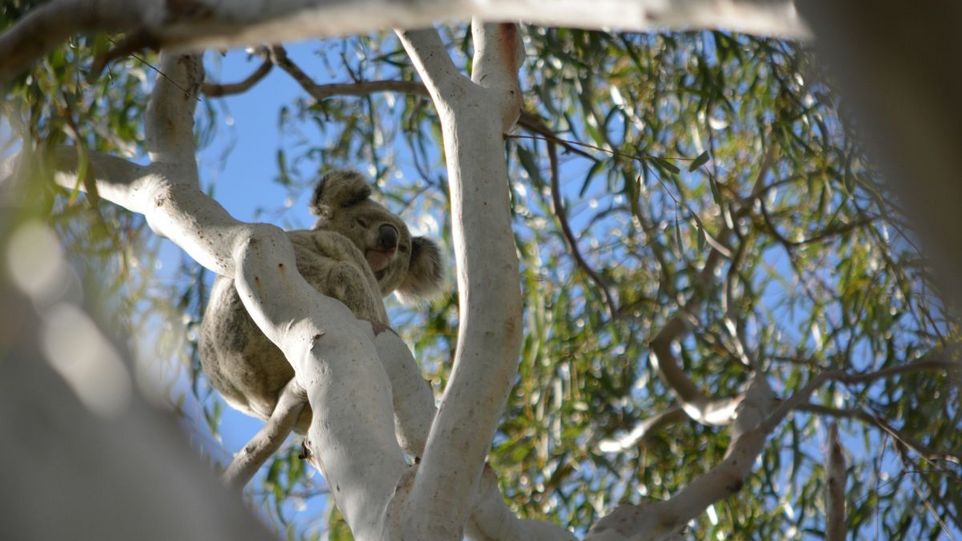 Koala auf einem Baum