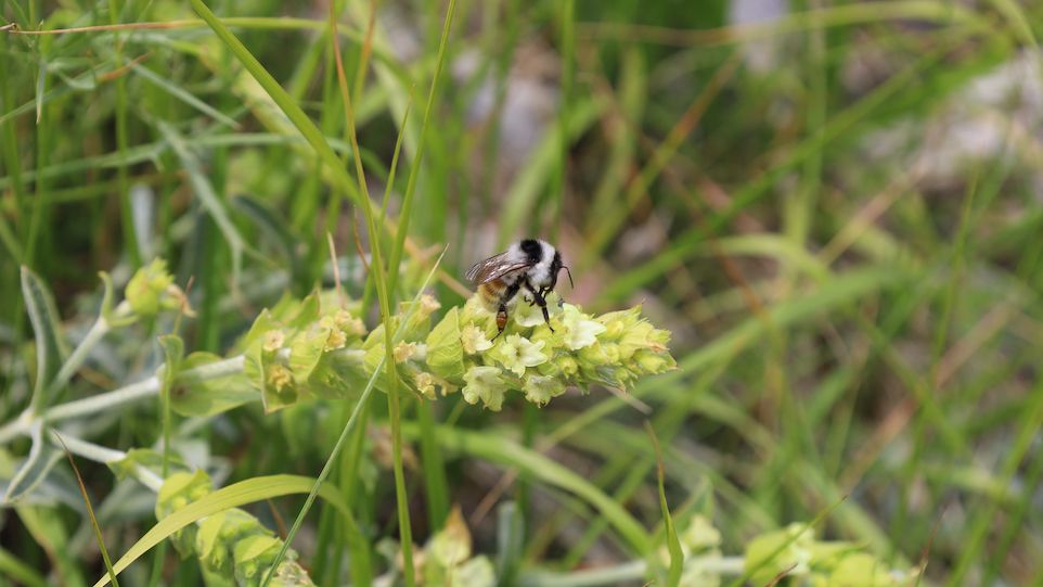 Sideritis plant with bee Sideritis plant with bee