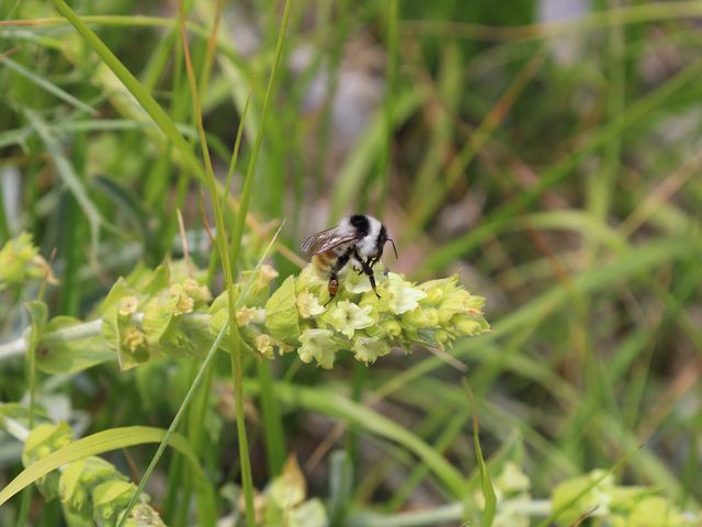 Sideritis plant with bee Sideritis plant with bee