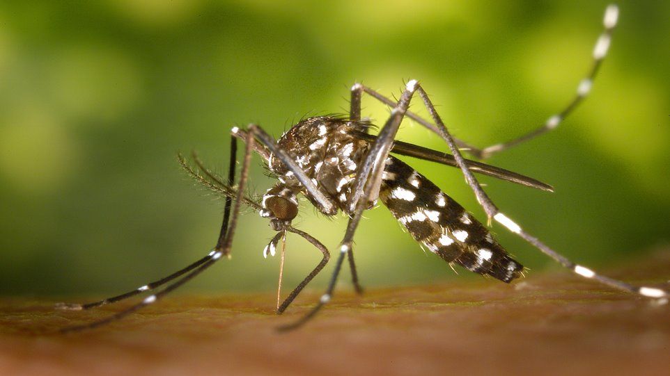 Nahaufnahme einer asiatischen Tigermücke, die auf einem menschlichen Körper sitzt und zusticht